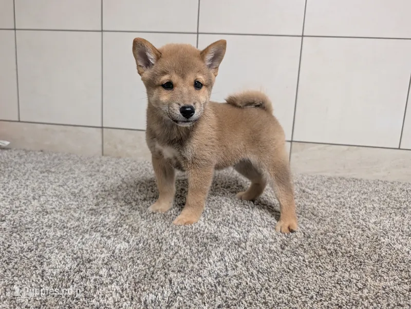 #2 – Shiba Inu puppy for sale in Montgomery, IN