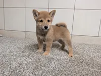 #2, a male Shiba Inu for sale in Montgomery, IN – 1 of 8