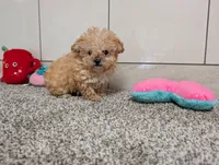 Jean , a female Poodle - Toy  for sale in Montgomery, IN – 2 of 6