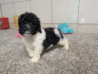 Spotty , a male Poodle - Miniature  for sale in Montgomery, IN – 6 of 7