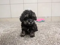 George, a male Poodle - Toy  for sale in Montgomery, IN – 7 of 10