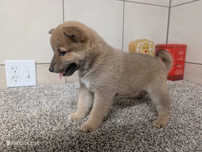 #2 – Shiba Inu puppy for sale in Montgomery, IN