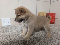#2, a male Shiba Inu for sale in Montgomery, IN – 5 of 8