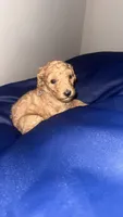 Chunky , a male Poodle - Standard  for sale in Horn Lake, MS – 4 of 4