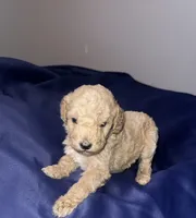 Chunky , a male Poodle - Standard  for sale in Horn Lake, MS – 1 of 4