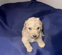 Chunky , a male Poodle - Standard  for sale in Horn Lake, MS – 2 of 4