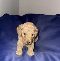 Chunky , a male Poodle - Standard  for sale in Horn Lake, MS – 3 of 4