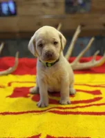 Stranger Creek - Green Collar, a female Labrador Retriever for sale in Tonganoxie, KS – Photo 2 of 3