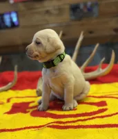 Stranger Creek - Green Collar, a female Labrador Retriever for sale in Tonganoxie, KS – Photo 1 of 3