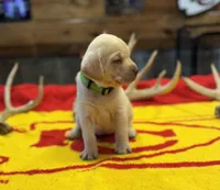 Stranger Creek - Green Collar, a female Labrador Retriever for sale in Tonganoxie, KS – Photo 3 of 3