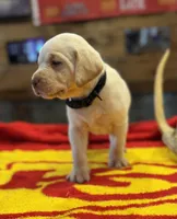 Stranger Creek - Black Collar, a male Labrador Retriever for sale in Tonganoxie, KS – Photo 2 of 4