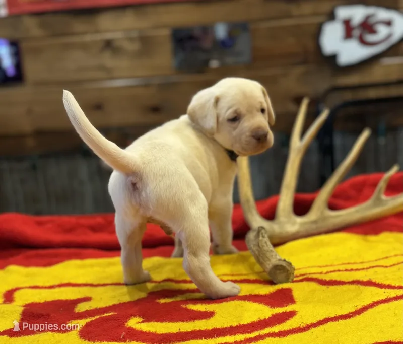 Stranger Creek - Black Collar