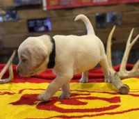 Stranger Creek - Black Collar, a male Labrador Retriever for sale in Tonganoxie, KS – Photo 4 of 4