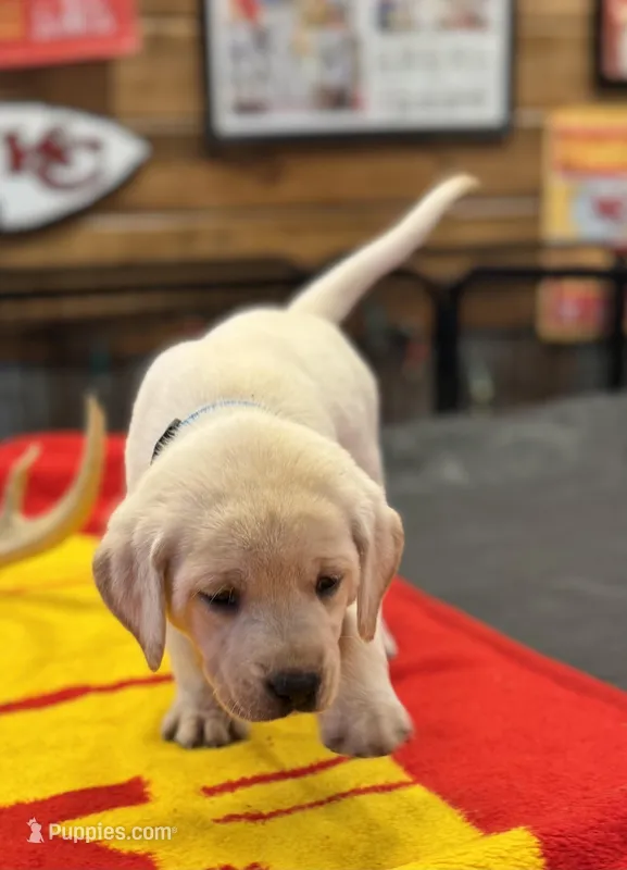 Stranger Creek - Turquoise Collar