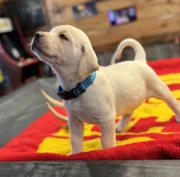 Stranger Creek - Turquoise Collar, a male Labrador Retriever for sale in Tonganoxie, KS – Photo 5 of 5