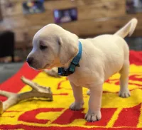 Stranger Creek - Turquoise Collar, a male Labrador Retriever for sale in Tonganoxie, KS – Photo 3 of 5