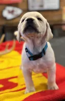 Stranger Creek - Turquoise Collar, a male Labrador Retriever for sale in Tonganoxie, KS – Photo 2 of 5