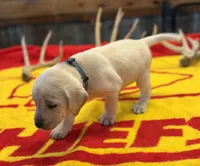 Stranger Creek - Grey Collar, a female Labrador Retriever for sale in Tonganoxie, KS – Photo 3 of 3