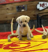 Stranger Creek - Grey Collar, a female Labrador Retriever for sale in Tonganoxie, KS – Photo 2 of 3