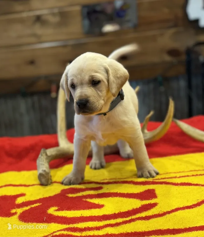 Stranger Creek - Grey Collar