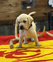 Stranger Creek - Grey Collar, a female Labrador Retriever for sale in Tonganoxie, KS – Photo 1 of 3