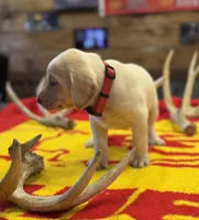 Stranger Creek - Red Collar, a female Labrador Retriever for sale in Tonganoxie, KS – Photo 3 of 4