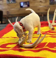 Stranger Creek - Red Collar, a female Labrador Retriever for sale in Tonganoxie, KS – Photo 4 of 4