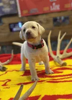 Stranger Creek - Red Collar, a female Labrador Retriever for sale in Tonganoxie, KS – Photo 2 of 4