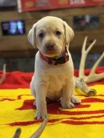 Stranger Creek - Red Collar, a female Labrador Retriever for sale in Tonganoxie, KS – Photo 1 of 4