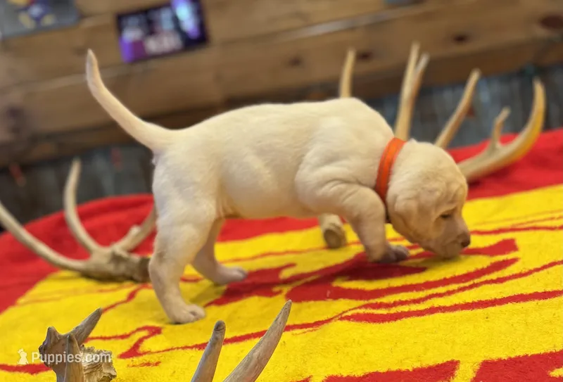 Stranger Creek - Orange Collar