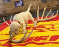 Stranger Creek - Orange Collar, a female Labrador Retriever for sale in Tonganoxie, KS – Photo 3 of 3