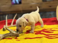 Stranger Creek - Pink Collar, a female Labrador Retriever for sale in Tonganoxie, KS – Photo 1 of 5