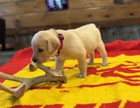 Stranger Creek - Pink Collar, a female Labrador Retriever for sale in Tonganoxie, KS – Photo 2 of 5