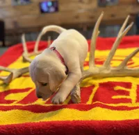Stranger Creek - Pink Collar, a female Labrador Retriever for sale in Tonganoxie, KS – Photo 4 of 5