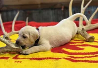 Stranger Creek - Purple Collar, a female Labrador Retriever for sale in Tonganoxie, KS – Photo 2 of 4
