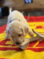 Stranger Creek - Purple Collar, a female Labrador Retriever for sale in Tonganoxie, KS – Photo 4 of 4