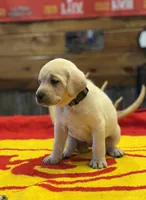 Stranger Creek - Purple Collar, a female Labrador Retriever for sale in Tonganoxie, KS – Photo 1 of 4