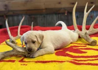 Stranger Creek - Purple Collar, a female Labrador Retriever for sale in Tonganoxie, KS – Photo 3 of 4