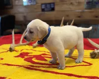 Stranger Creek - Blue Collar, a male Labrador Retriever for sale in Tonganoxie, KS – Photo 2 of 3