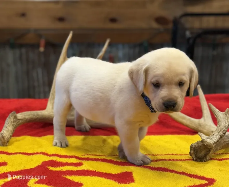 Stranger Creek - Blue Collar