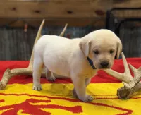 Stranger Creek - Blue Collar, a male Labrador Retriever for sale in Tonganoxie, KS – Photo 1 of 3