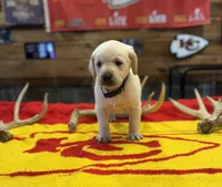 Stranger Creek - Blue Collar, a male Labrador Retriever for sale in Tonganoxie, KS – Photo 3 of 3