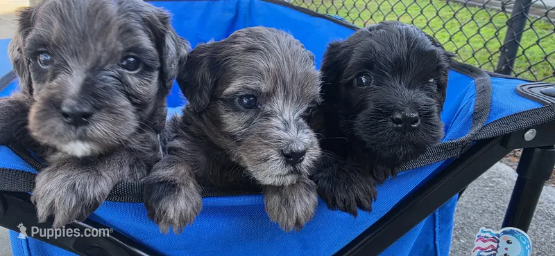 Chago – Portuguese Water Dog, Goldendoodle puppy for sale in Oviedo, FL