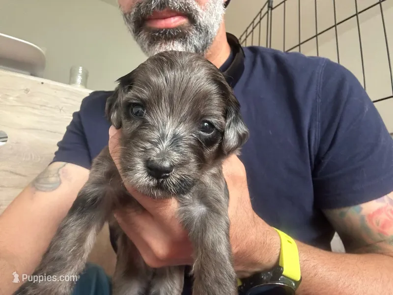 Tuxedo – Portuguese Water Dog, Goldendoodle puppy for sale in Oviedo, FL