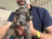 Tuxedo, a male Portuguese Water Dog and Goldendoodle for sale in Oviedo, FL – 1 of 7