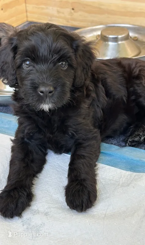 Chibita – Portuguese Water Dog, Goldendoodle puppy for sale in Oviedo, FL
