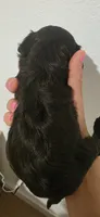 Chibita, a female Portuguese Water Dog and Goldendoodle for sale in Oviedo, FL – 2 of 8