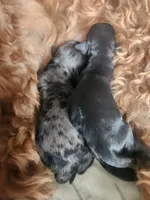 Coco, a male Portuguese Water Dog and Goldendoodle for sale in Oviedo, FL – Photo 2 of 4