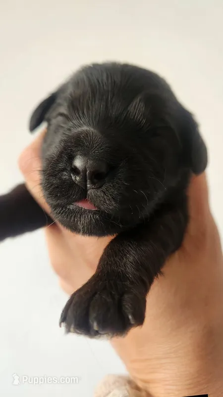 Coco – Portuguese Water Dog, Goldendoodle puppy for sale in Oviedo, FL
