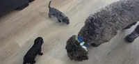 Chago, a male Portuguese Water Dog and Goldendoodle for sale in Oviedo, FL – 7 of 8